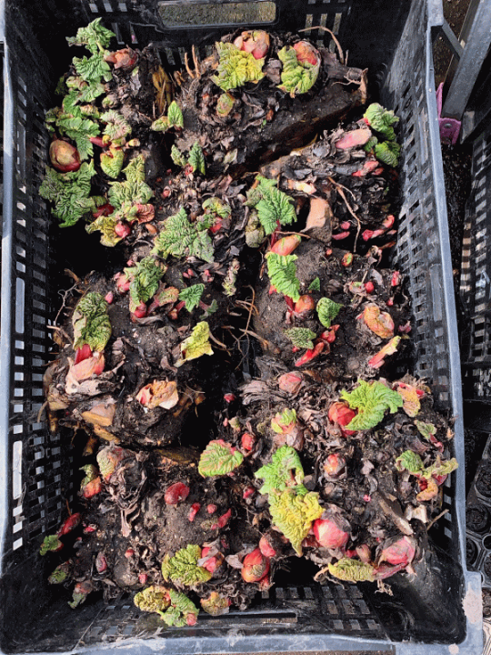 楽天市場 11月上旬発送予定 ご予約承り中 赤 ルバーブ苗 2株でのお届け 送料無料 北海道伊達より ルバーブ 苗 野菜 クリムゾンローズレッド 明治屋 北海道の野菜 食品