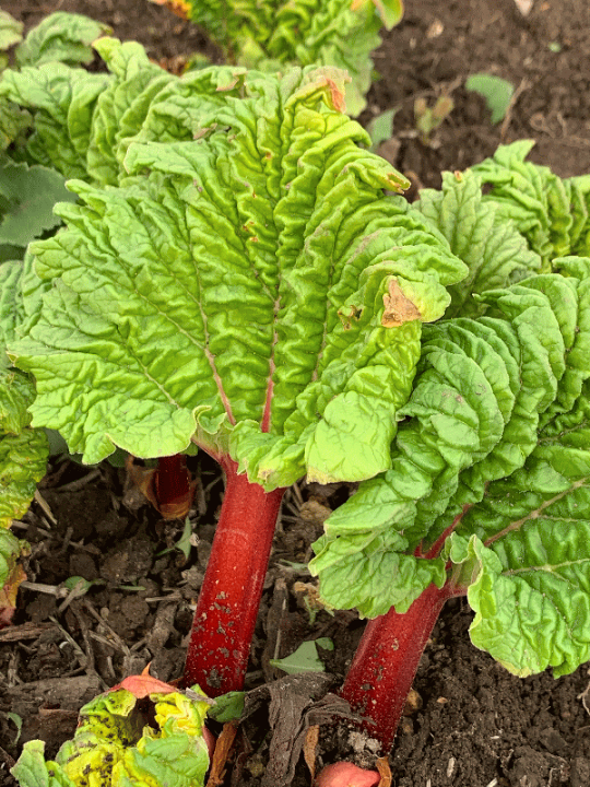 楽天市場 11月上旬発送予定 ご予約承り中 赤 ルバーブ苗 2株でのお届け 送料無料 北海道伊達より ルバーブ 苗 野菜 クリムゾンローズレッド 明治屋 北海道の野菜 食品