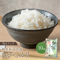 最新年度産 コシヒカリ 白米 新潟県産 10kg (5kg×2袋) 10キロ 新潟産 新潟 お得 送料無料 10時までの注…