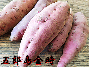 ܘY Tc}C 5kg 󂠂iΐ쌧Y 낤܋ ܈ F̂Ȃ ق̂ȊÖƂӂHA i `ETCYwsAE킯EPAi