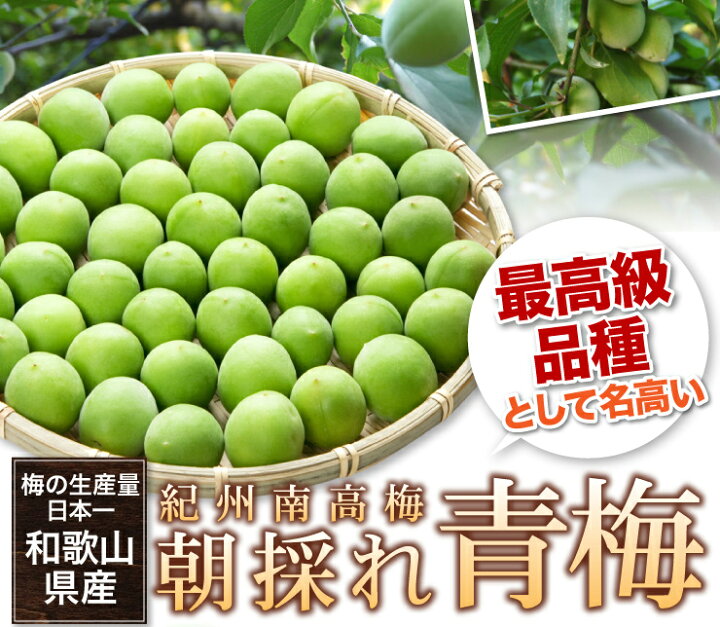 楽天市場】青梅（紀州南高梅）和歌山県産 紀州南高青梅 朝採れ青梅 L 