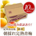 【2017年販売】【送料無料】梅干し作り、梅ジュース作りに最適 紀州南高梅 厳選朝取れ完熟青梅 2L・3L・4L以上 サイズ統一（梅干し・ジュース用）10kg+... ランキングお取り寄せ