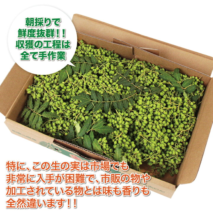 楽天市場 山椒 山椒の実 500g 生 紀州和歌山特産 生山椒 山の宝石 国産 ぶどう山椒 500ｇ 実山椒 産地直送 さんしょう クール便配送 和歌山県 生山椒 有田川 国産 山椒 調味料 花椒 スパイス 有田みかんのメリメロフルーツ