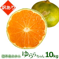 【訳あり】 和歌山県産 極早生みかん ゆららちゃん（YN26） 10キロ さわやかな 甘酸っぱさ 極早生蜜柑 ゆ…