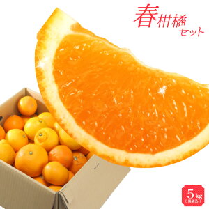 甘酸っぱくて美味しい 旬の国産柑橘類の通販おすすめランキング ベストオイシー