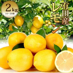 �L�c�Y������ ���Y ���_�� ������ 2.0kg �������� �a�̎R�� �Y�n���� �E�G lemon �L�@ ����� 2�L�� �_���ς� �r�^�~��B �r�^�~��C �N�G���_ �ʕ� �� �H�i