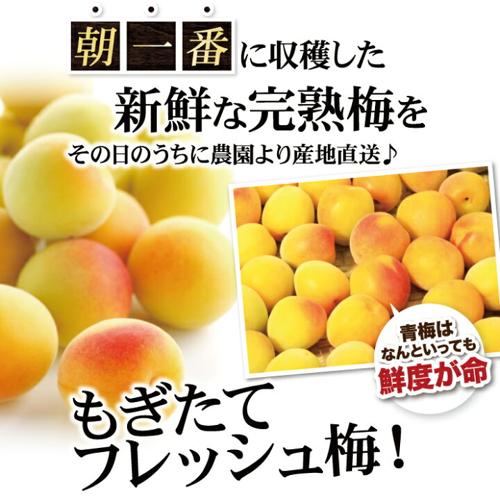 楽天市場】紀州南高梅 厳選 朝取れ 完熟 青梅 10.0kg 10キロ 【 L 2L 