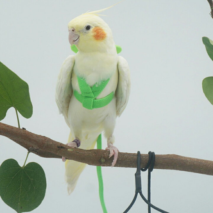 楽天市場】フライトスーツ インコ用ハーネス リード 鳥 インコ おむつ 