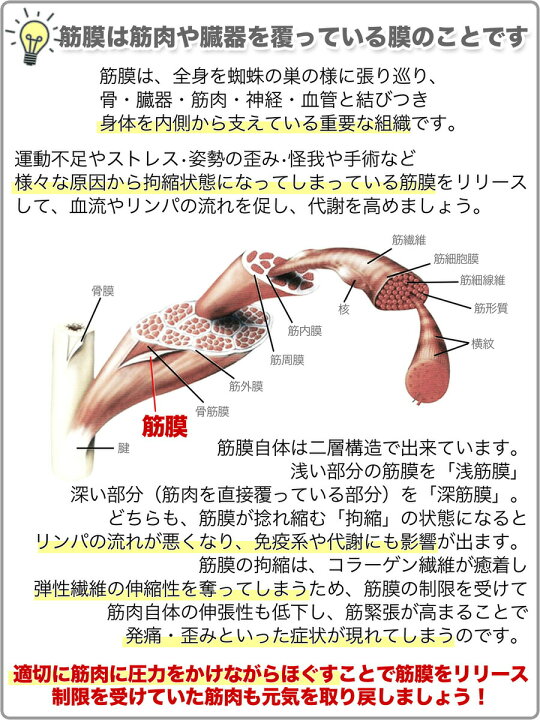 楽天市場 フォームローラー 電動 ミニ コンパクト 3タイプ 振動マッサージローラー 筋膜リリース初心者にも 足 肩 首 全身に 腰痛 筋肉痛を改善 ストレッチポールヨガローラーとしても Kj3950 Kj Ur T 50 Me Me ミーミー