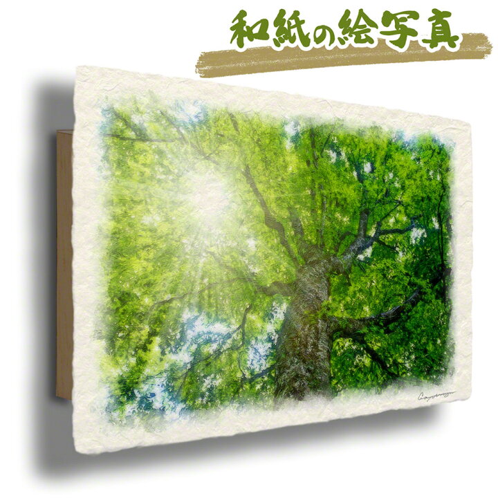 楽天市場 和紙 アートパネル 48x33cm 木 森 グリーン 木漏れ日と新緑のブナの大木 風水 絵画 玄関 おすすめ 玄関 開運 絵画 風水 絵画 金運 風水 絵 風水 に 良い 絵 風水 トイレ 絵画 風水 インテリア 運気が上がる絵 風水グッズ インテリアアート