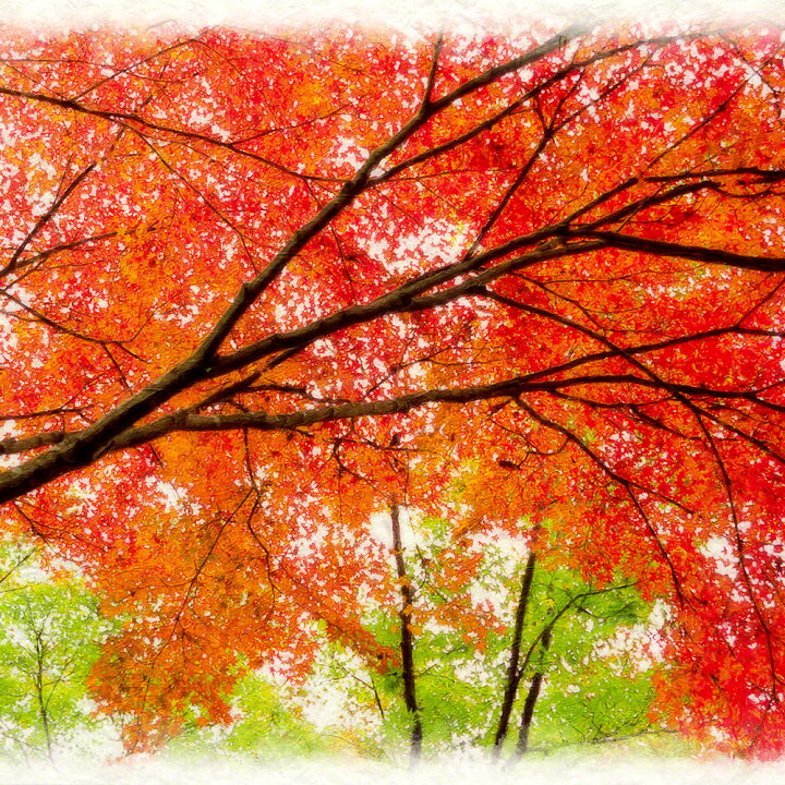 楽天市場】和紙の絵写真 「一面の赤と緑のモミジ」 絵画 インテリア 