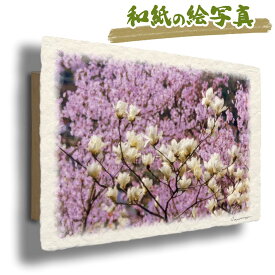 絵 風水 絵画 玄関 おすすめ 運気が上がる絵 インテリア アートパネル 風景画 おしゃれ 開運 金運 トイレ 玄関 に 飾る 絵 画 壁掛け 春 ピンク 白 花の絵 和紙の絵写真 「彼岸桜の中のハクモクレン」