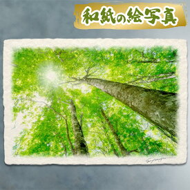 絵 風水 絵画 玄関 おすすめ 運気が上がる絵 インテリア アートパネル 風景画 おしゃれ 開運 金運 トイレ 玄関 に 飾る 絵 画 壁掛け 夏 緑 木 森 和紙の絵写真 昇龍 「太陽に伸びる新緑のブナの木」