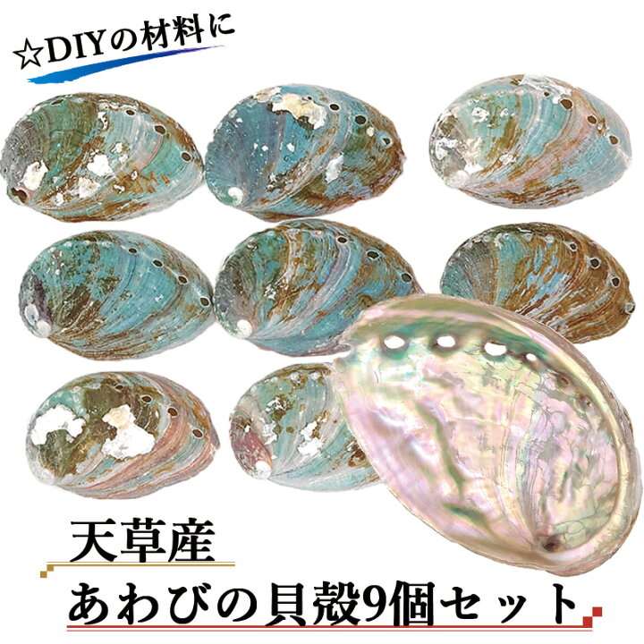 楽天市場】【天草産 あわびの貝殻9個セット】天草 あわび 鮑 アワビ  
