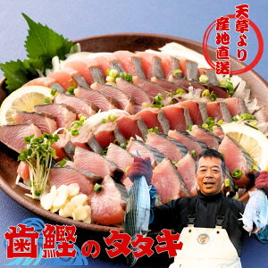 ハガツオのたたき 高鮮度 熊本 天草からお届け 4人前 8人前 | カツオのたたき ハガツオ 冷凍 天草 海鮮 刺身 | かつお 炙り たたき 幻の魚 歯鰹 送料無料 | ギフト グルメ カツオたたき