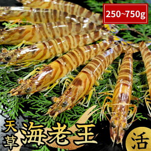 yNNn͂zVY ԃGr ܂ CV 250g/500g/750g ԊCV Ԃ ܂܂͂ {B  F{ VN CN BBQ o[xL[ hg Ă Mtg  蕨 