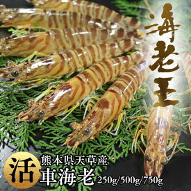 【※西日本限定の発送/日時指定必須！】活き車エビ 海老王 250g/500g/750g 車海老 生きたままお届け 養殖 おがくず入り 熊本 天草産 新鮮 海鮮 BBQ バーベキュー 刺身 塩焼き ギフト 贈答 贈り物 お中元