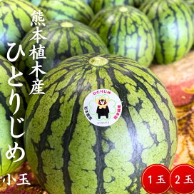 楽天市場】【今季のこり僅か】熊本県産 植木スイカ ひとりじめ 秀品 