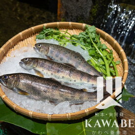 阿蘇湧水やまめ 10匹 20匹 30匹 阿蘇から届く無添加レシピ付き ヤマメ 塩焼き 山女魚 冷凍 熊本 阿蘇 高森町 清流育ち 川魚 国産 新鮮 産地直送