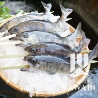 阿蘇湧水やまめ（串付き） 10匹 20匹 30匹 阿蘇から届く無添加レシピ付き ヤマメ 塩焼き 山女魚 冷凍 熊…