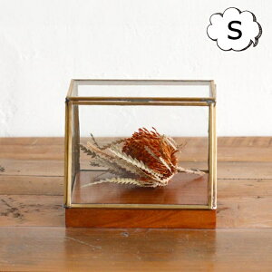 Ae uXV[P[XS NG Creer Ae alten IuWF u IuWFȂǂW KXh[P[X / GLASS DOME WpKXh[ X܏Y fBXvC AeB[N V