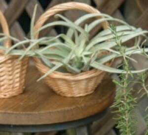 EBbJ[oXPbg 11546   [ BOX {bNX h[  oXPbg  JS  CeA G k Lb` 䏊 K[f