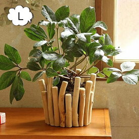 楽天市場 多肉植物 流木の通販
