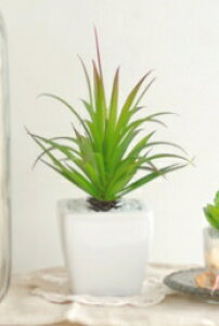 1078yiSALEzTLgvc L B^Cv LA[eBtBVO[ ARTIFICIAL GREEN SUCCULENT PLANTS C~e[V TLg tFCNO[ y|Cg10{z