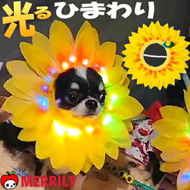 犬 帽子 光るひまわり 犬の帽子 ヒマワリ 輪郭 ライト 春 夏 犬用帽子 小型犬 チワワ ティーカップ プードル 向日葵 被り物 かぶりもの コスプレ 可愛い おしゃれ SNS tictok お散歩 夜 夜間 キャップ ペット 中型犬 大型犬 犬用品 ペットグッズ グッズ アクセサリー 小物