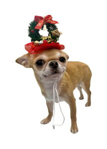 NX}X[X giJC wbhANZT[ S ^ ^ ^ RXv cristmas wApb`   wbhhX