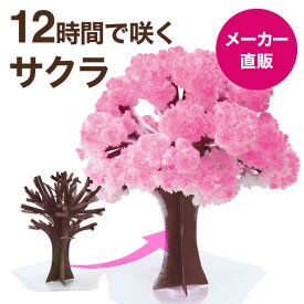 【メール便】マジック桜 Magic桜 12時間で咲く感動のサクラ マジック クリスマスツリーシリーズ おうち花見 室内屋内花見 インドア花見 エア花見 お花見グッズ 入学祝 卒業祝 合格祝 母の日 父の日 プレゼント