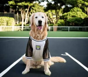 ��^�� ���� �X�|�[�c�E�F�A ���b�V�� �V���c �ʋC�� �ĕ� �h�b�O�E�F�A ������� �S�[���f�����g���o�[ ���u���h�[�� �L�k ���K �^���p