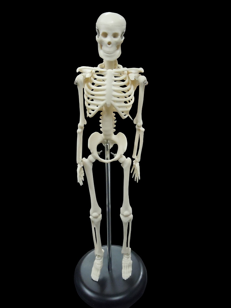 人体模型 【爆買い！】 骨模型 頭蓋骨 ミニチュア模型 送料無料 予約受付中 1 全身骨格模型 45cm 4モデル