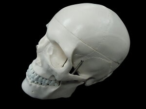 yl̖͌^Z^[ KizW  i͌^  ͌^ q[}XJ SKULLyz