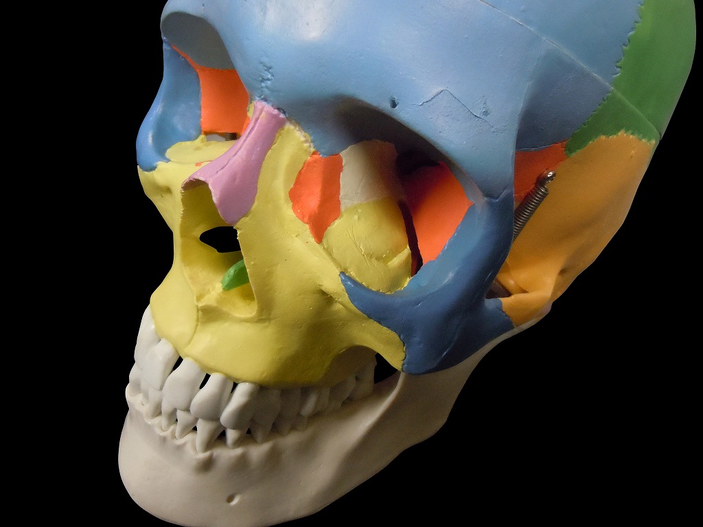 現品限り一斉値下げ 送料無料 人体模型 頭蓋骨模型 色分け 色々な 実物大