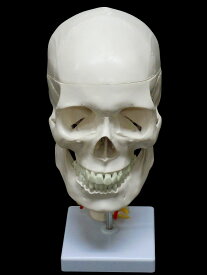 【大阪人体模型センター 正規品】【送料無料】人体模型 頭蓋骨 骨 模型 実物大 精密模型 頸椎付き 送料無料
