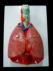 【大阪人体模型センター 正規品】胸部 肺 心臓 気管 咽頭部 内臓 模型 【送料無料】