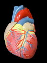 【送料無料】心臓模型 実物大 弁 右心房 左心房 右心室 左心室 人体模型