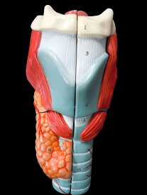 【大阪人体模型センター 正規品】人体模型 喉頭部 気管 2倍拡大模型【送料無料】