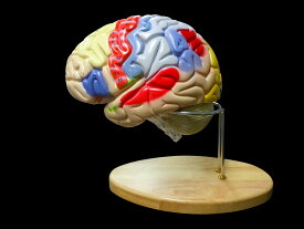 【大阪人体模型センター 正規品】人体模型 脳 模型 2倍拡大 取り外し可能 高性能 領域解説模型 スタンド付き 送料無料