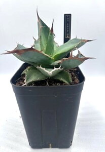 �A�K�x �`�^�m�^ �R�T agave titanota ���� �O���[�� �g�Q ���� �ϗt�A�� ���� �y ��l��炵 ���� �A�N�Z���g ���킢�� ���������� ���C���h �v���[���g �M�t�g