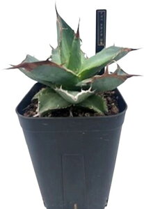 �A�K�x �`�^�m�^ �R�T agave titanota ���� �O���[�� �g�Q ���� �ϗt�A�� ���� �y ��l��炵 ���� �A�N�Z���g ���킢�� ���������� ���C���h �v���[���g �M�t�g