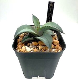 AKx `^m^ u[ agave titanota blue O[ gQ  ϗtA  y l炵  ANZg 킢  Ch v[g Mtg