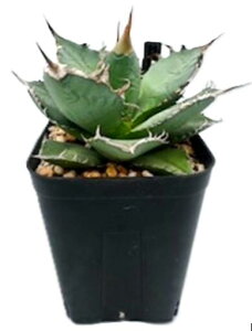 �A�K�x �`�^�m�^ �업�� agave titanota �O���[�� �g�Q ���� �ϗt�A�� ���� �y ��l��炵 ���� �A�N�Z���g ���������� ���C���h �v���[���g �M�t�g