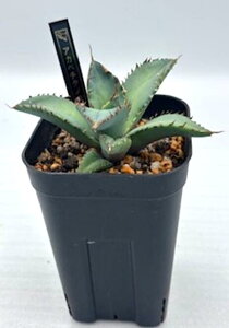 �A�K�x �`�^�m�^ ���~ agave titanota �O���[�� �g�Q ���� �ϗt�A�� ���� �y ��l��炵 ���� �A�N�Z���g ���킢�� ���������� ���C���h �v���[���g �M�t�g