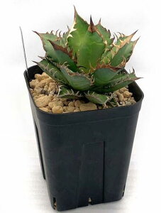 �A�K�x �`�^�m�^ ���b�h�L���b�g�E�B�[�Y�� agave titanota red cat weazle �ԔL �O���[�� �g�Q ���� �ϗt�A�� ���� �y ��l��炵 ���� �A�N�Z���g ���������� ���C���h �v���[���g �M�t�g
