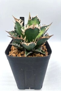 AKx `^m^ bhLbgEB[Y agave titanota red cat weazle ԔL O[ gQ  ϗtA  y l炵  ANZg  Ch v[g Mtg