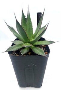 �A�K�x �z���_ agave titanota horrida �O���[�� �g�Q ���� �ϗt�A�� ���� �y ��l��炵 ���� �A�N�Z���g ���킢�� ���������� ���C���h �v���[���g �M�t�g