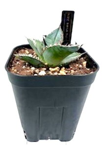 �A�K�x �`�^�m�^ �u���[ agave titanota blue �O���[�� �g�Q ���� �ϗt�A�� ���� �y ��l��炵 ���� �A�N�Z���g ���������� ���C���h �v���[���g �M�t�g