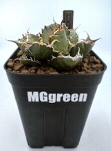 AKx `^m^ ~  {[ ۂ O[ gQ Ă₷  ϗtA  CeA  hCK[f 킢  Ch v[g Mtg